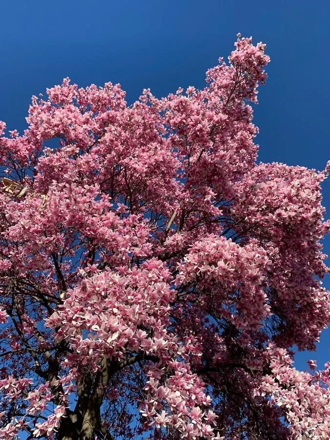 カロルツィオコルテ La Magnoliaヴィラ
